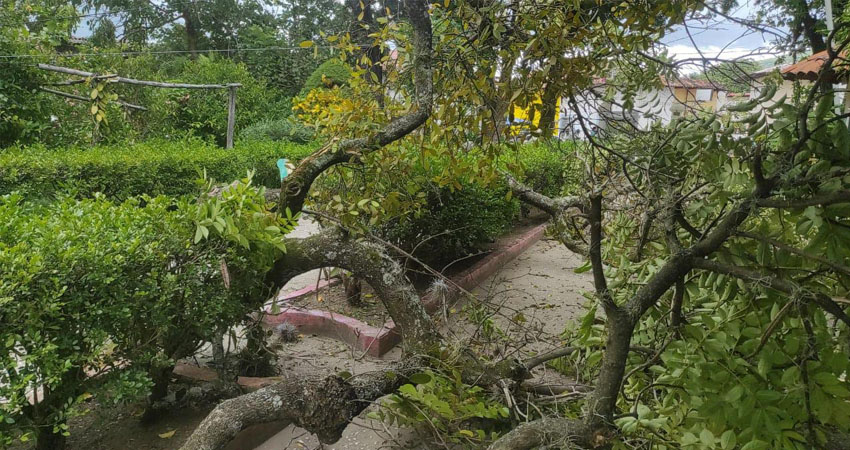 Árbol se desploma en el parque central de Ocotal. Foto: Marvin Gadea/Radio ABC Stereo