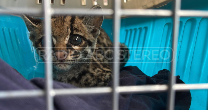 Se presume que el felino estaba en cautiverio. Foto: Dayana González/Radio ABC Stereo