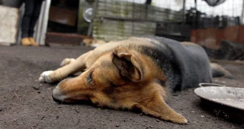 Las mascotas muertas fueron halladas en los barrios Primero de Mayo, José Benito Escobar y Óscar Turcios. Foto de referencia.