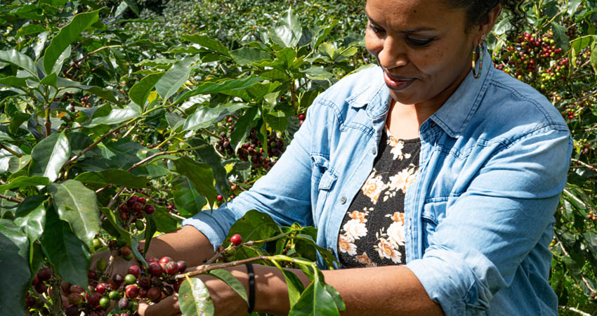 Nestlé comprometido con los productores cafetaleros. Foto: Nestlé Nicaragua