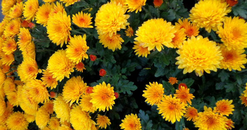 21 de septiembre, día de las flores amarillas. Foto: Imagen de referencia