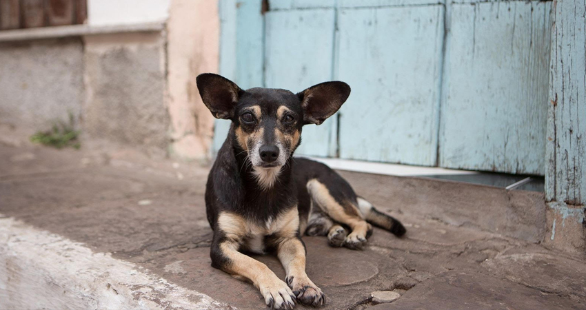 El propósito es mejorar las condiciones en las que se mantienen los animales rescatados. Foto de referencia.