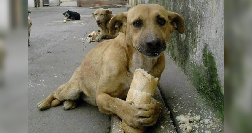 La esterilización reduce el abandono y enfermedades.