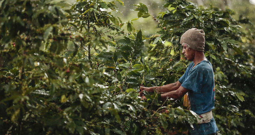 El precio limita a los productores. Foto de referencia.