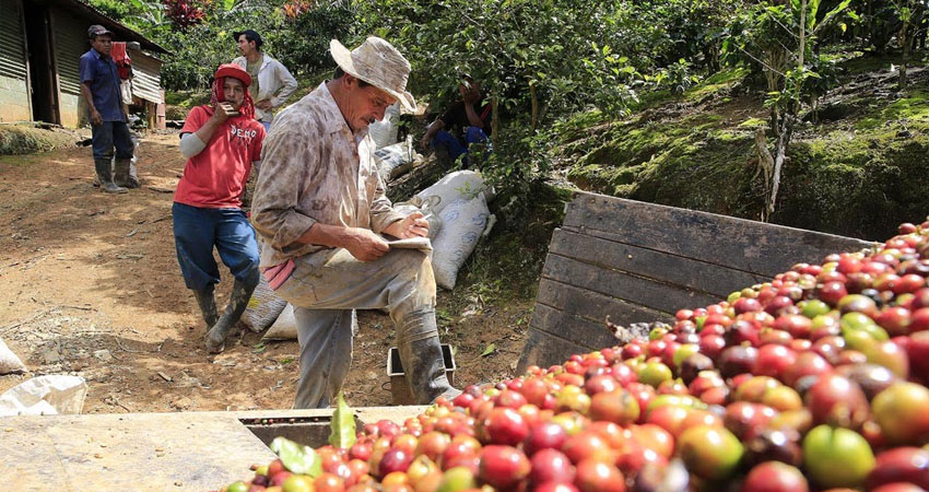 Los cortes de café son una oportunidad para los nicaragüenses. Foto de referencia.