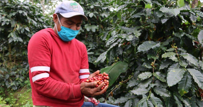 En los campos se trabajará con medidas de bioseguridad. Foto: Cortesía