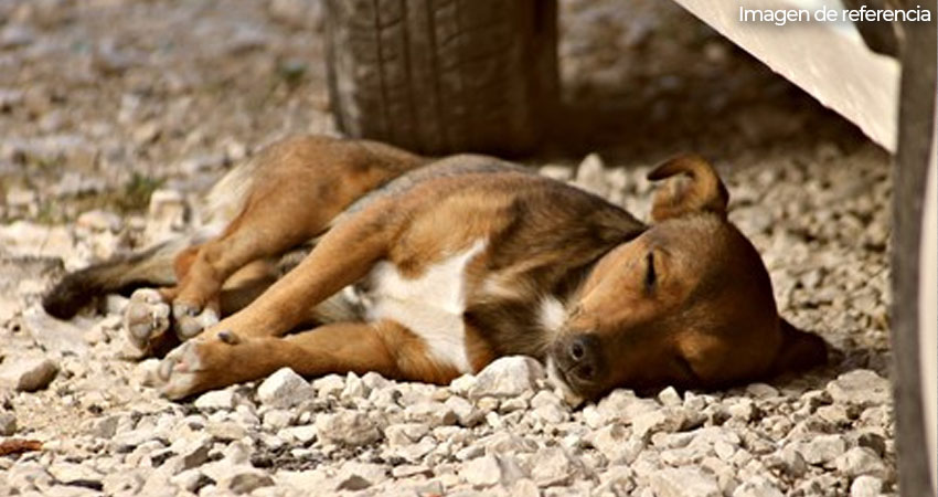 Atropellar intencionalmente a una mascota puede ser peligroso penado por la ley. Foto de referencia.