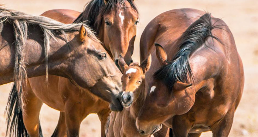 La fecha es una invitación a que la población reflexione sobre prácticas arraigadas que pueden implicar sufrimiento para los animales.