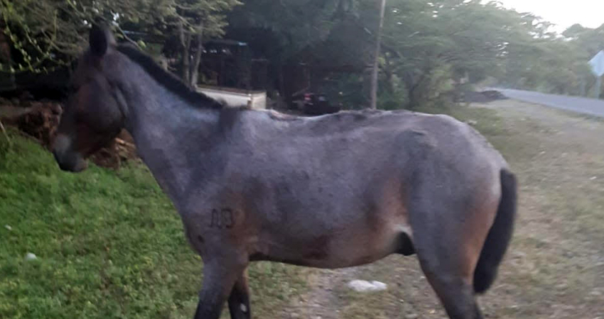 La yegua tiene fierros y lleva algunos días deambulando por la zona. Foto: Cortesía/Radio ABC Stereo