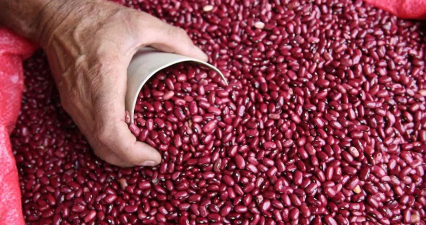 Jalapa es el municipio más productivo de Nueva Segovia. Foto de referencia.