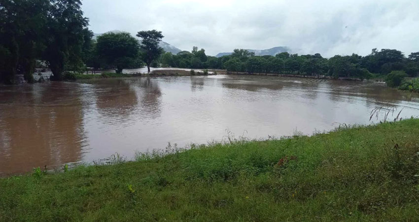 Productor perdió plantación de cebolla en Somoto. Foto: Cortesía/Radio ABC Stereo