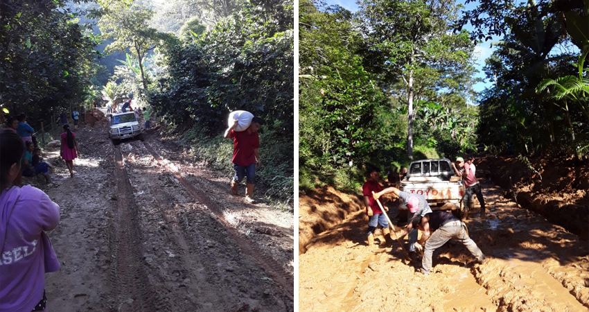 Un esfuerzo adicional es el hacen comunitarios para sacar el café. Foto: Cortesía