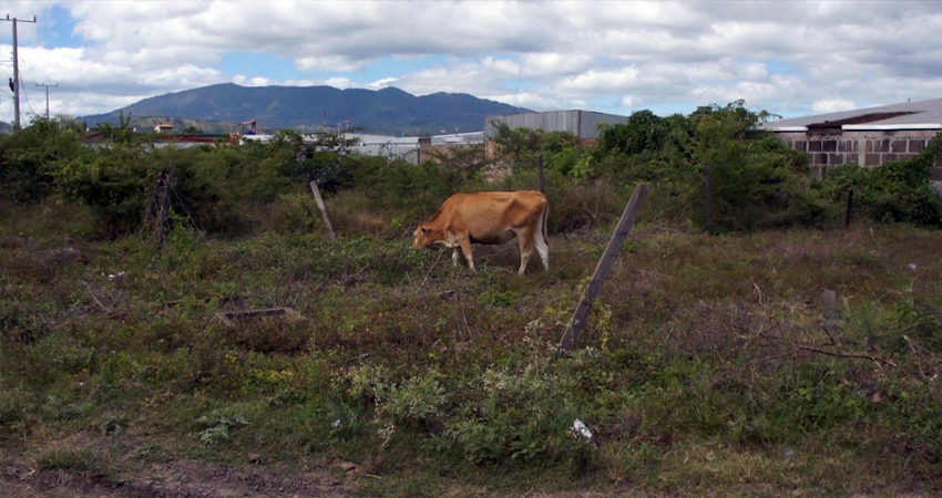 Paralelamente al delito de abigeato, también el sector ganadero está siendo perjudicado por la Reforma Tributaria y la pandemia del coronavirus. Foto: Juan Fco. Dávila/Radio ABC Stereo