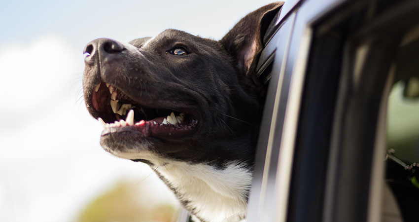 Tome en cuenta el bienestar de los animales al momento de hacer planes. Foto: Nestlé/Radio ABC Stereo