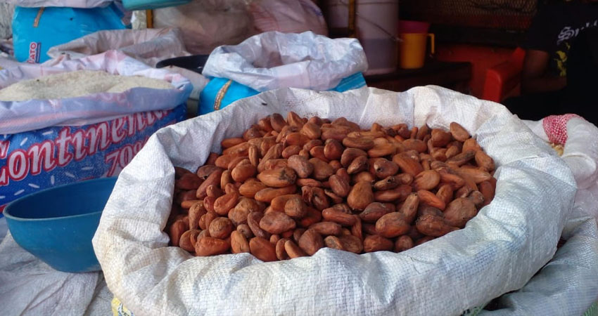 El cacao, indispensable en las bebidas tradicionales, ahora cuesta 200 córdobas por libra en Ocotal. Foto: Marvin Gadea/Radio ABC Stereo