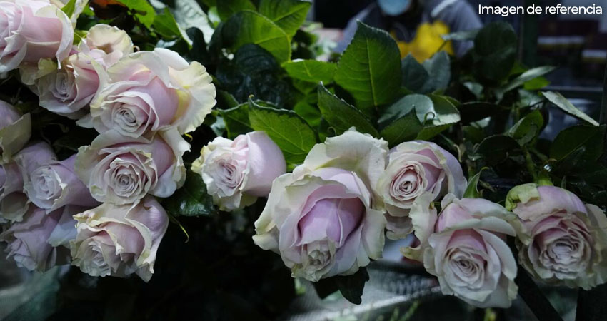 Flores ecuatorianas. Imagen de referencia