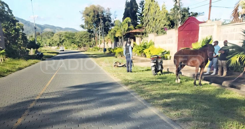 Dos caballos resultaron lesionados en Jalapa. Foto: Cortesía/Radio ABC Stereo
