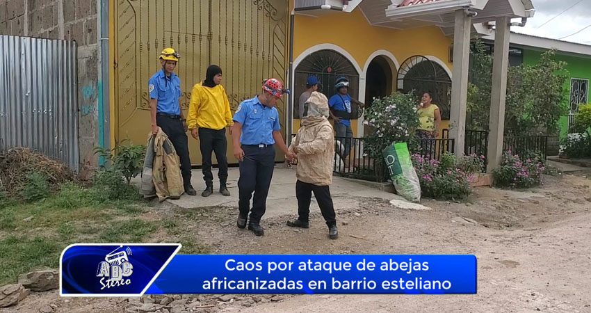 Caos por ataque de abejas africanizadas en barrio esteliano