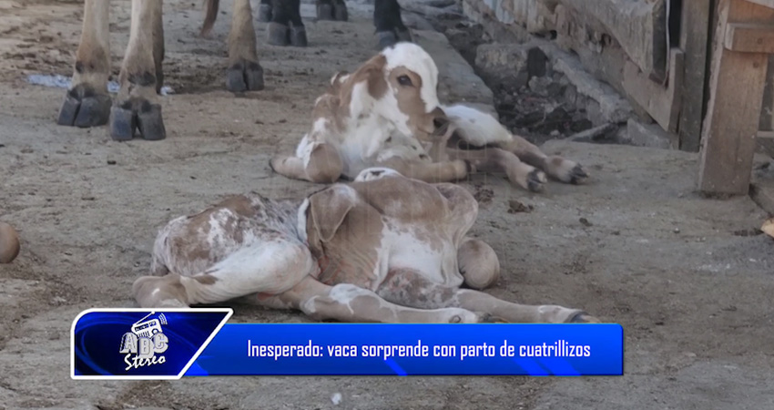 Inesperado: Vaca sorprende con parto de cuatrillizos
