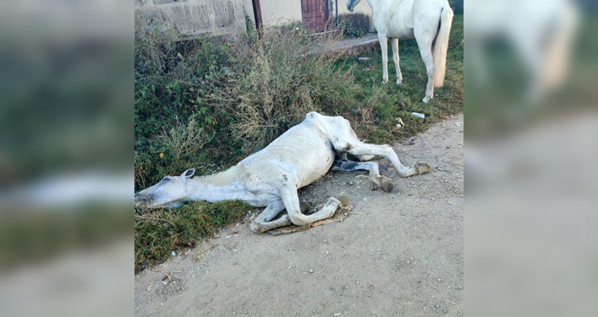 El equino enfrenta dificultades para caminar y podría morir. Foto: Cortesía/Radio ABC Stereo