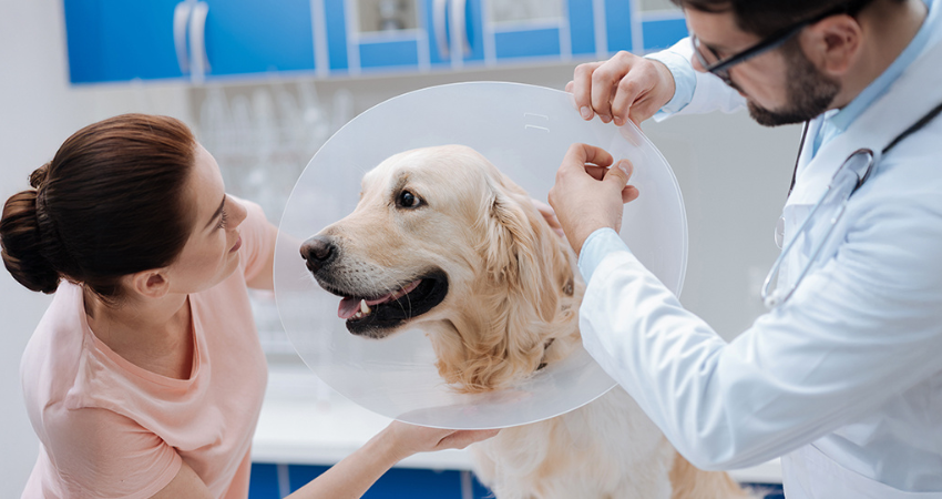 En el Día Mundial de la Esterilización, especialistas afirman que es la clave para reducir la población animal en las calles y mejorar la calidad de vida de perros y gatos.