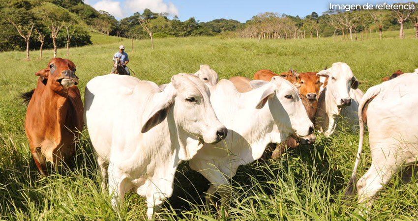 Ganaderos enfrentan los veranos largos con diferentes técnicas. Foto: Imagen de referencia