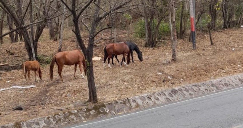Los caballos suelen cruzarse, provocando el riego de accidentes. Foto: Cortesía