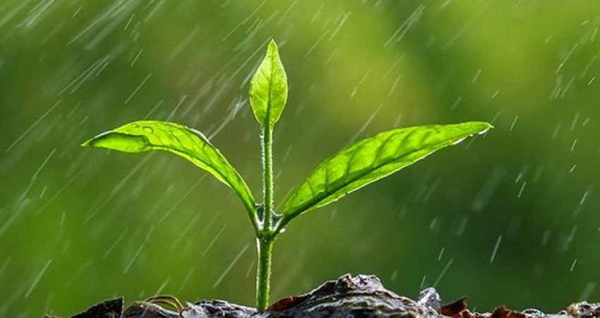 La falta de lluvia agobia a los productores.