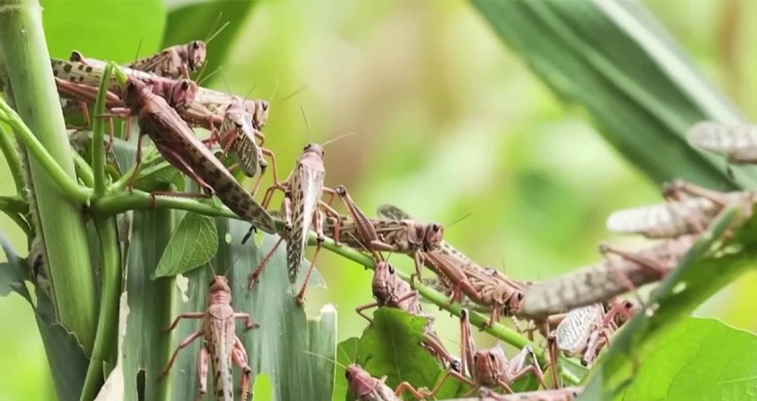 Las plaga de langostas destruye cultivos. Foto: Imagen de referencia