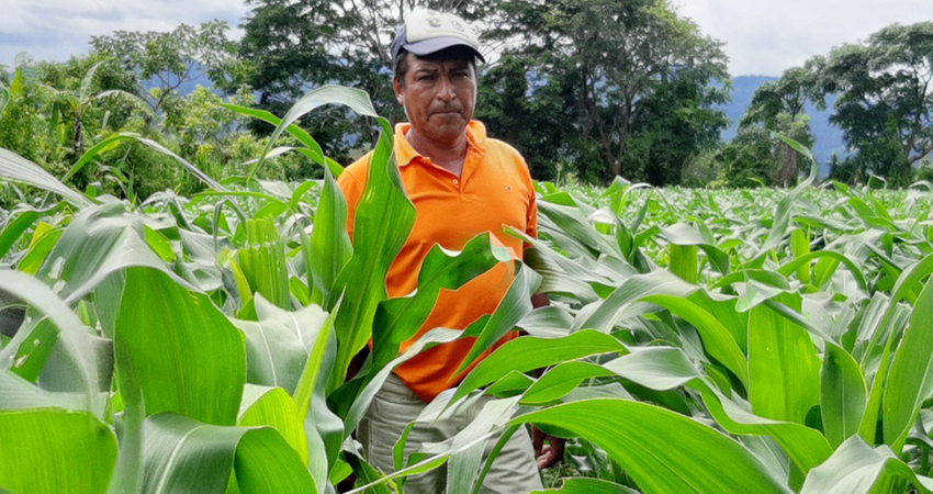 Don Hugo Matute es productor de la comunidad Las Mercedes, Jalapa. Foto: Famnuel Úbeda/Radio ABC Stereo
