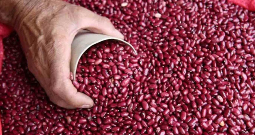 Precio del frijol rojo aumenta de precio. Foto: Imagen de referencia