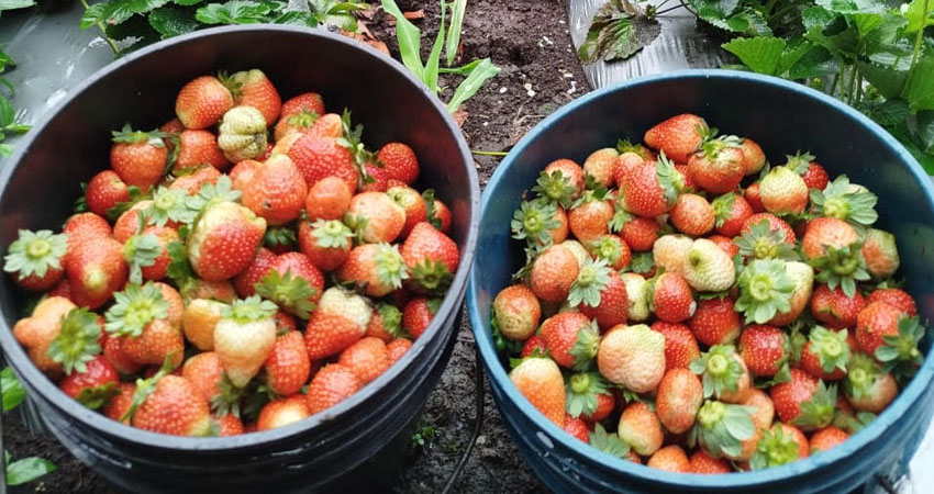 Baja producción de fresas en Madriz. Foto: Cortesía/Radio ABC Stereo