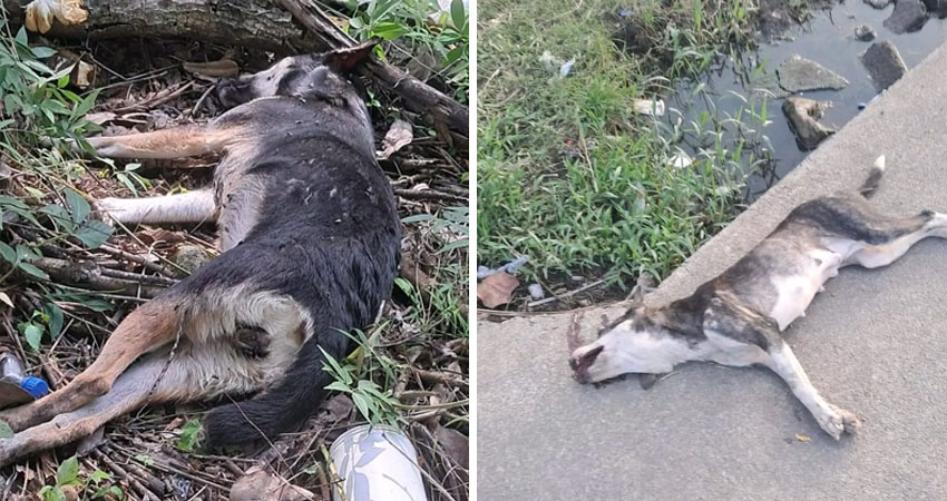 Envenenan gatos y perros en Matagalpa y Muy Muy. Foto: Cortesía/Radio ABC Stereo