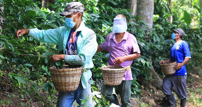 No hay suficiente mano de obra para la recolección del grano. Foto: Cortesía/Radio ABC Stereo