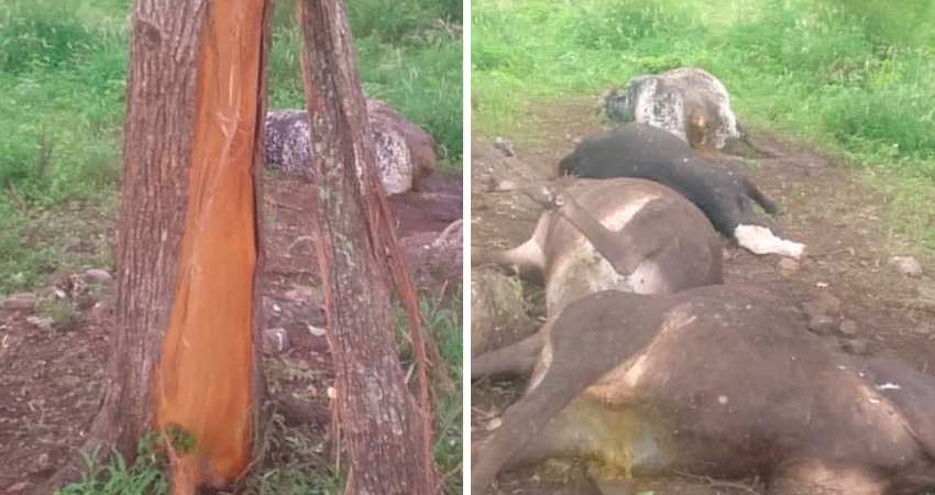 Las vacas se habían refugiado bajo un árbol durante una tormenta. Foto: Cortesía/Radio ABC Stereo