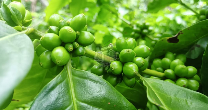 Con la llegada del ciclo de postrera, las plantaciones de café en zonas altas están dando los resultados esperados.