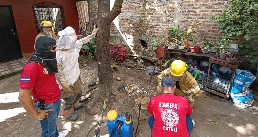Bomberos de Estelí trabajando en la eliminación de las abejas africanizadas: José Enrique Ortega/Radio ABC Stereo