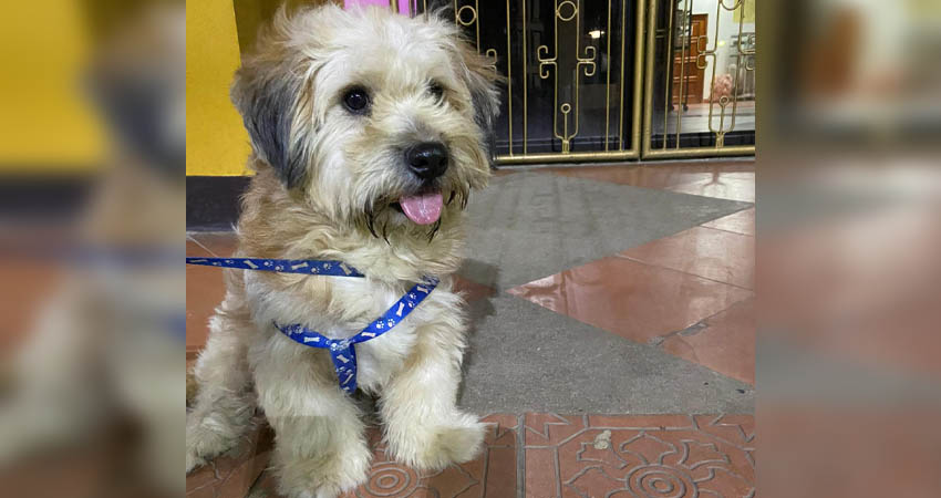 Daiky necesita una cirugía que cuesta $500 dólares. Foto: Cortesía / Radio ABC Stereo